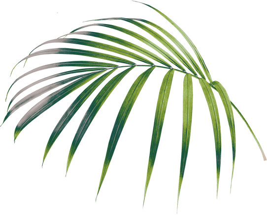 Palm Leaf Cutout 