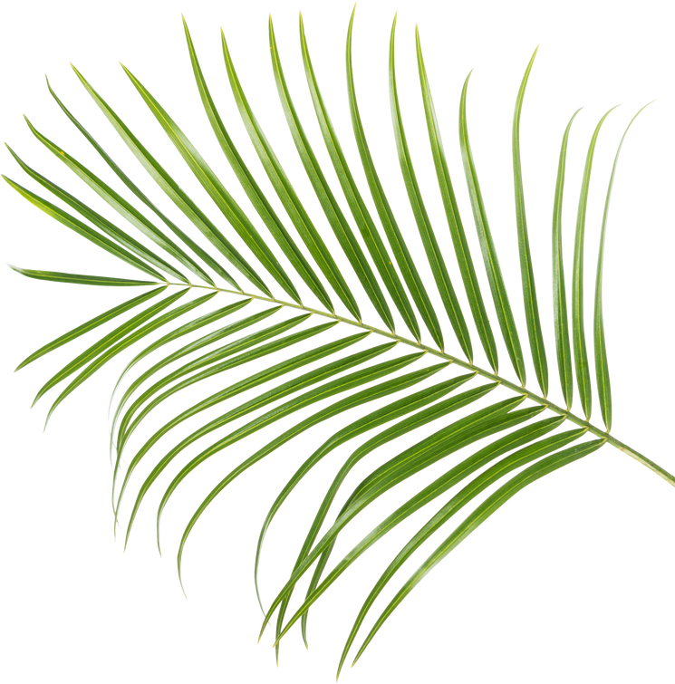 Palm Tree Leaves Isolated